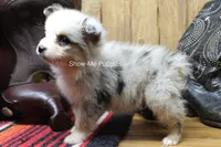 Teddy, a male Miniature Australian Shepherd and Toy Australian Shepherd for sale in West Plains, MO – 6 of 10