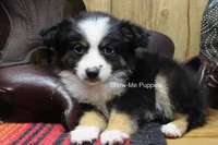 Trish, a female Miniature Australian Shepherd and Toy Australian Shepherd for sale in West Plains, MO – 4 of 10