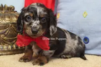 Nouget, a male Miniature Dachshund for sale in West Plains, MO – 2 of 8