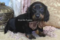 Nevea, a female Miniature Dachshund for sale in West Plains, MO – 10 of 10