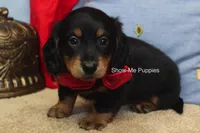 Leroy, a male Miniature Dachshund for sale in West Plains, MO – 8 of 10