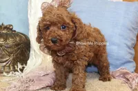 Keira, a female Poodle - Toy  for sale in West Plains, MO – 9 of 9