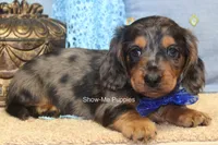 Ivan, a male Miniature Dachshund for sale in West Plains, MO – 5 of 10
