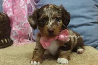 Harper, a female Miniature Dachshund for sale in West Plains, MO – 3 of 9