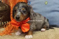 Levi, a male Miniature Dachshund for sale in West Plains, MO – 4 of 10