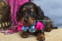 Jolene, a female Miniature Dachshund for sale in West Plains, MO – 3 of 8