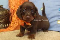 Metro, a male Miniature Dachshund for sale in West Plains, MO – 3 of 10