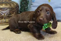 Baron, a male Miniature Dachshund for sale in West Plains, MO – Photo 4 of 7