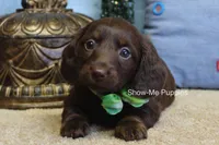 Baron, a male Miniature Dachshund for sale in West Plains, MO – Photo 1 of 7