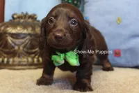 Baron, a male Miniature Dachshund for sale in West Plains, MO – Photo 6 of 7