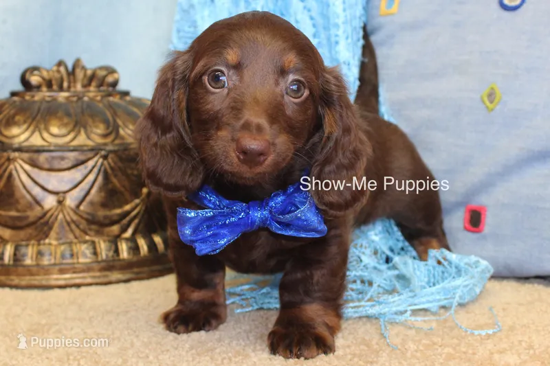 Baron – Miniature Dachshund puppy for sale in West Plains, MO