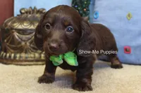 Baron, a male Miniature Dachshund for sale in West Plains, MO – Photo 7 of 7