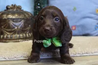 Baron, a male Miniature Dachshund for sale in West Plains, MO – Photo 5 of 7