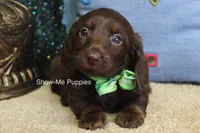 Baron, a male Miniature Dachshund for sale in West Plains, MO – Photo 2 of 7