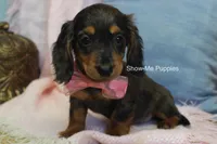 Jolene, a female Miniature Dachshund for sale in West Plains, MO – 8 of 10