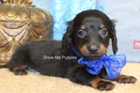 Lucas, a male Miniature Dachshund for sale in West Plains, MO – 9 of 9