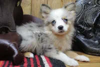 Teddy, a male Miniature Australian Shepherd and Toy Australian Shepherd for sale in West Plains, MO – 8 of 10