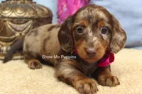 Heidi, a female Miniature Dachshund for sale in West Plains, MO – 3 of 9