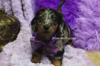 Natasha, a female Miniature Dachshund for sale in West Plains, MO – 1 of 10