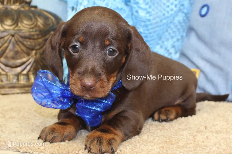 Manny – Miniature Dachshund puppy for sale in West Plains, MO