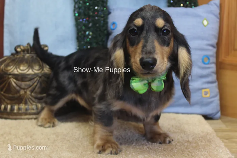 Joseph – Miniature Dachshund puppy for sale in West Plains, MO