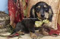 Josie, a female Miniature Dachshund for sale in West Plains, MO – 7 of 9