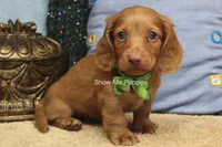Isaac, a male Miniature Dachshund for sale in West Plains, MO – 8 of 10