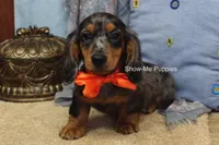 Joshua, a male Miniature Dachshund for sale in West Plains, MO – 3 of 10