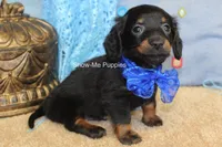Lucas, a male Miniature Dachshund for sale in West Plains, MO – 7 of 9