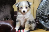 Tammi, a female Miniature Australian Shepherd and Toy Australian Shepherd for sale in West Plains, MO – 5 of 10