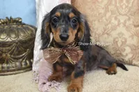 Jolene, a female Miniature Dachshund for sale in West Plains, MO – 5 of 10