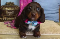 Holli, a female Miniature Dachshund for sale in West Plains, MO – 1 of 7