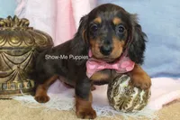 Jolene, a female Miniature Dachshund for sale in West Plains, MO – 10 of 10