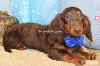 Franky, a male Miniature Dachshund for sale in West Plains, MO – 6 of 8