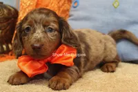 Herbie, a male Miniature Dachshund for sale in West Plains, MO – 2 of 10