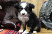 Trish, a female Miniature Australian Shepherd and Toy Australian Shepherd for sale in West Plains, MO – 6 of 10
