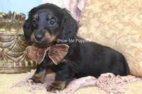 Nevea, a female Miniature Dachshund for sale in West Plains, MO – 2 of 10