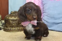 Holli, a female Miniature Dachshund for sale in West Plains, MO – 3 of 10