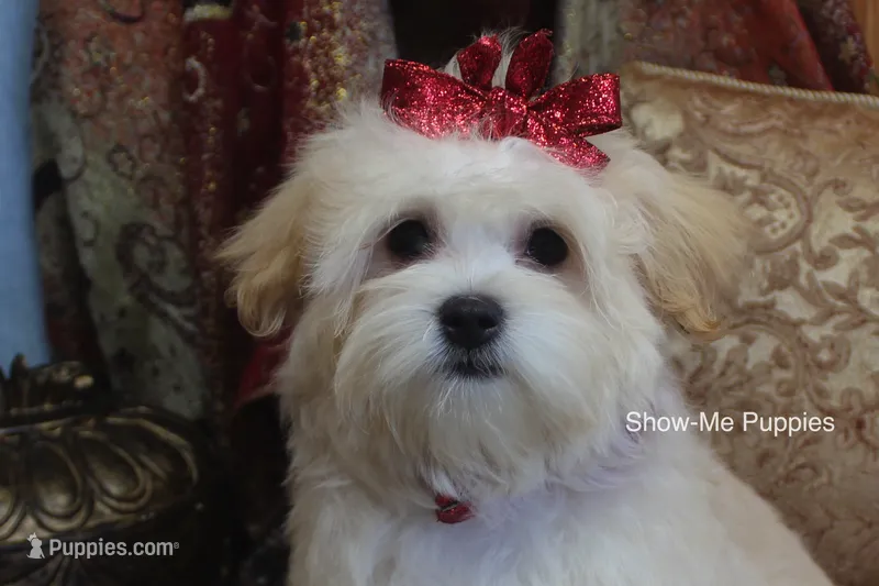 Ella Mae – Maltipoo puppy for sale in West Plains, MO