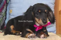 Lexi, a female Miniature Dachshund for sale in West Plains, MO – 6 of 10