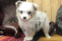 Teddy, a male Miniature Australian Shepherd and Toy Australian Shepherd for sale in West Plains, MO – 2 of 10
