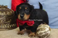 Leroy, a male Miniature Dachshund for sale in West Plains, MO – 4 of 10