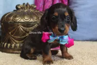 Jolene, a female Miniature Dachshund for sale in West Plains, MO – 8 of 8