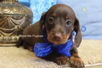 Manny, a male Miniature Dachshund for sale in West Plains, MO – 2 of 6