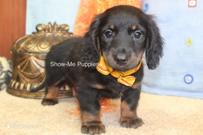 Lucas – Miniature Dachshund puppy for sale in West Plains, MO