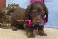 Morgana, a female Miniature Dachshund for sale in West Plains, MO – 7 of 9
