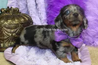 Natasha, a female Miniature Dachshund for sale in West Plains, MO – 5 of 10