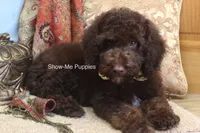 Marshal, a male Poodle - Miniature  for sale in West Plains, MO – 6 of 10