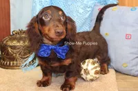 Franky, a male Miniature Dachshund for sale in West Plains, MO – 8 of 8