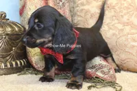 Nicole, a female Miniature Dachshund for sale in West Plains, MO – 8 of 10